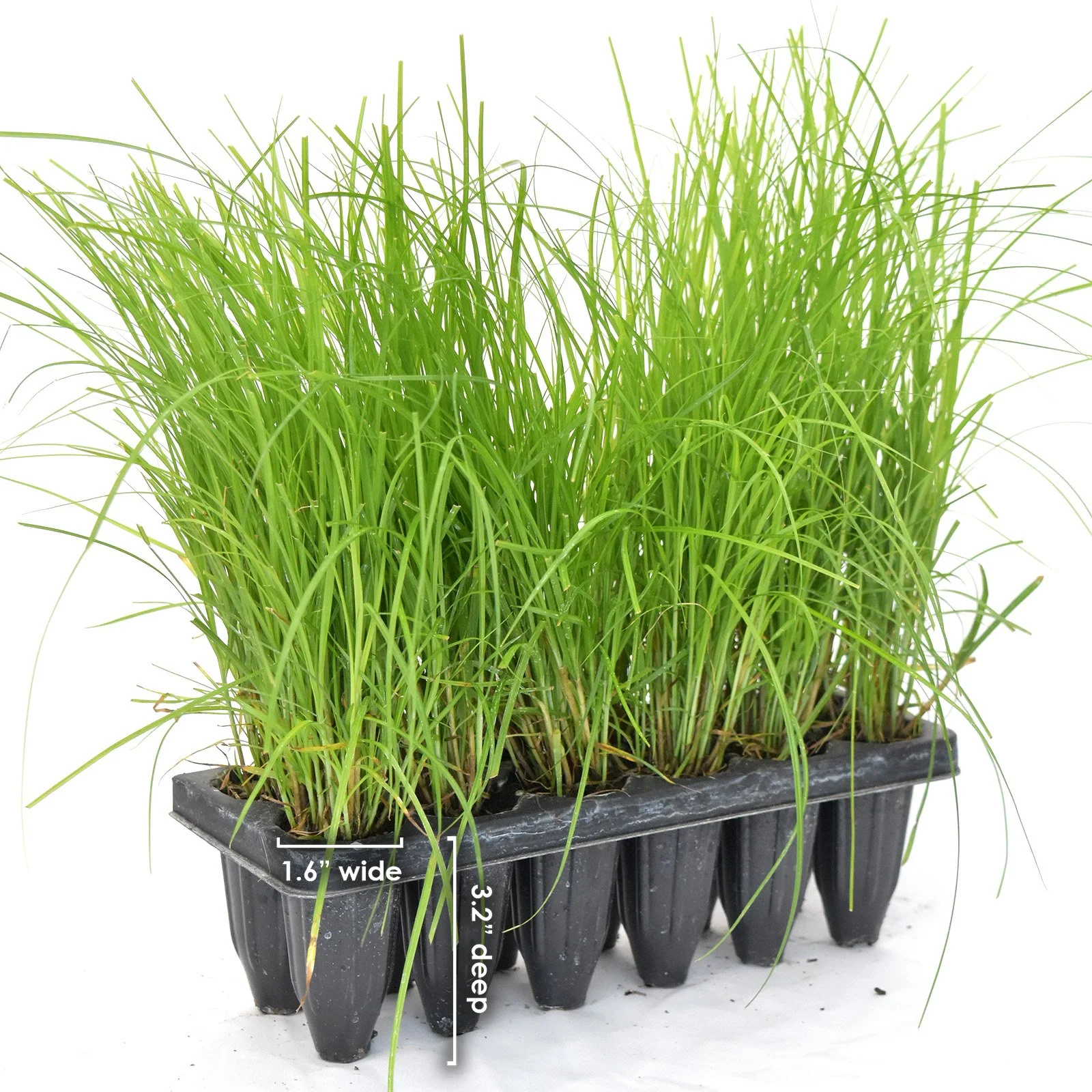 Fox Sedge (Carex vulpinoidea) 12-pack of plugs — Blazing Star Gardens